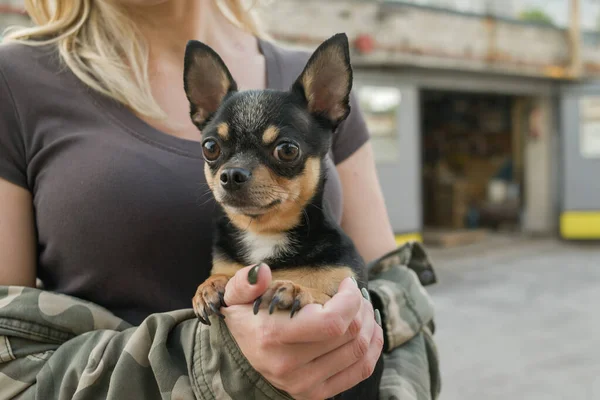 Kobieta Pies Chihuahua Ramionach Dziewczyny Pies Domowych Psów — Zdjęcie stockowe