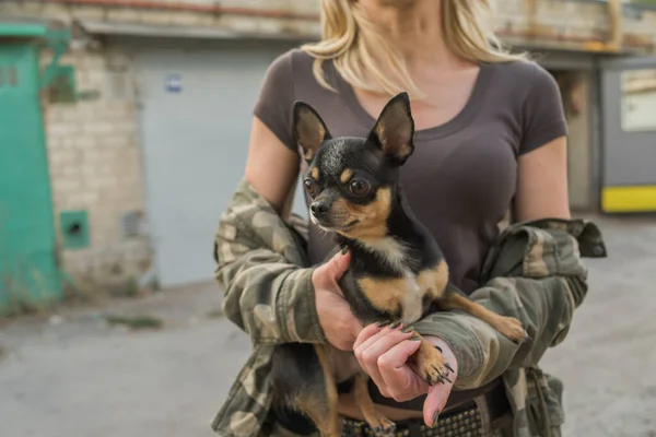 Kvinna Och Hund Chihuahua Armarna Flicka Hund Hund Hund Inhemska — Stockfoto