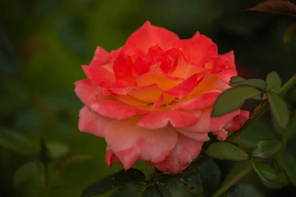 Όμορφη Coral Χρώμα Αυξήθηκε Κοραλλί Χρώμα Τριαντάφυλλα Μεγαλώνουν Στον Κήπο — Φωτογραφία Αρχείου