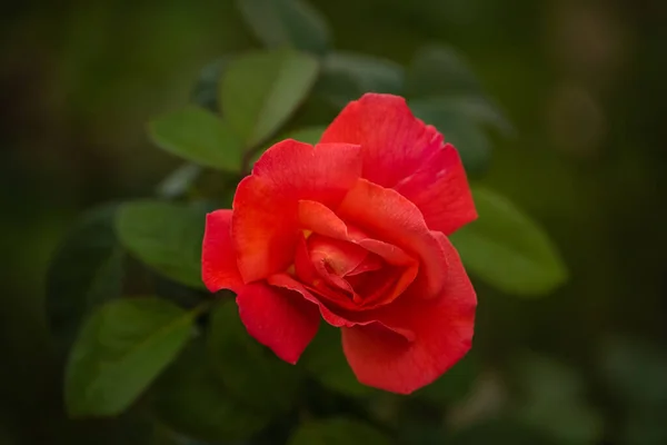 美しいサンゴの色が上昇した 夏に夕日の庭でサンゴの色のバラが成長します 庭の花 — ストック写真