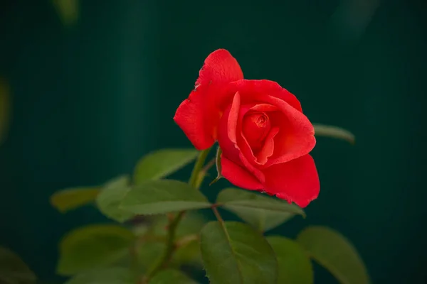 美しいサンゴの色が上昇した 夏に夕日の庭でサンゴの色のバラが成長します 庭の花 — ストック写真