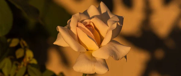 Прекрасна Біла Троянда Білі Троянди Ростуть Саду Заході Сонця Влітку — стокове фото