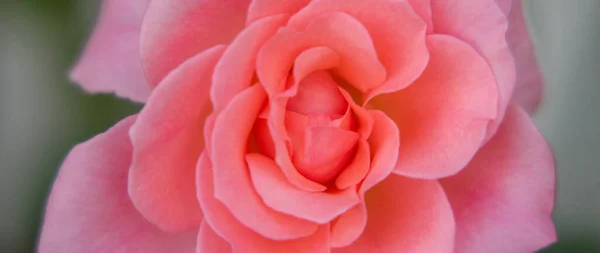 美しいピンクのバラ 夏の夕日の庭でピンクのバラが成長します — ストック写真