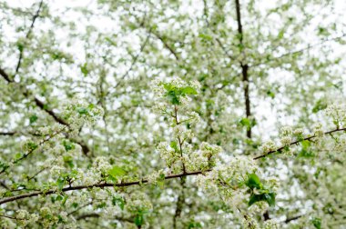 Güzel, yakın planda çiçek açan bahar ağacı. Baharda açan ağaçlar