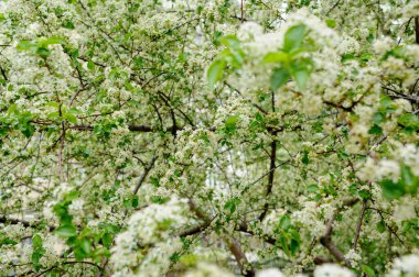 Güzel, yakın planda çiçek açan bahar ağacı. Baharda açan ağaçlar