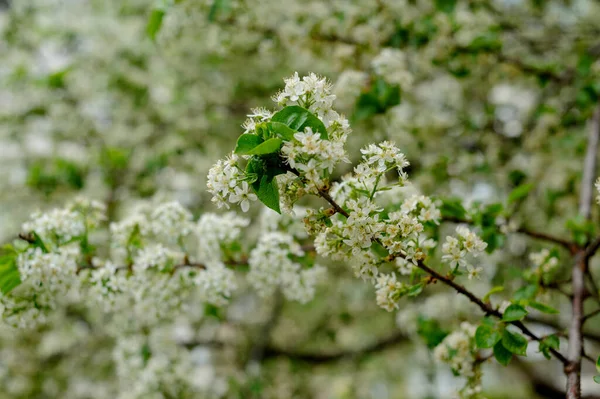 Beautiful Closeup Spring Blossoming Tree Blooming Trees Spring — Stock Photo, Image