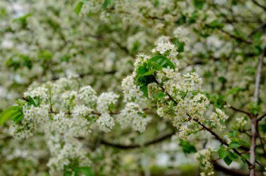Güzel, yakın planda çiçek açan bahar ağacı. Baharda açan ağaçlar