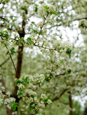Güzel, yakın planda çiçek açan bahar ağacı. Baharda açan ağaçlar