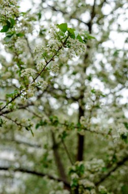 Güzel, yakın planda çiçek açan bahar ağacı. Baharda açan ağaçlar