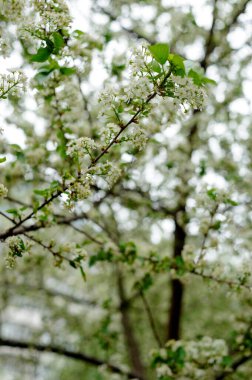 Güzel, yakın planda çiçek açan bahar ağacı. Baharda açan ağaçlar