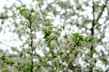 Güzel, yakın planda çiçek açan bahar ağacı. Baharda açan ağaçlar