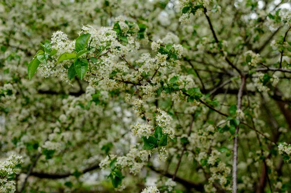 Красивый Крупный План Весеннего Цветущего Дерева Весной Цветут Деревья — стоковое фото