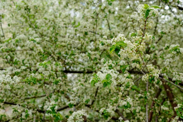 Güzel Yakın Planda Çiçek Açan Bahar Ağacı Baharda Açan Ağaçlar — Stok fotoğraf