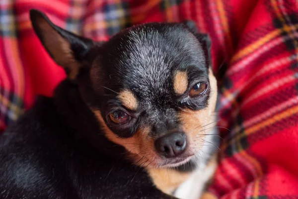 Perro Sobre Cuadros Rojos Mascota Navidad Una Acogedora Casa Chihuahua — Foto de Stock