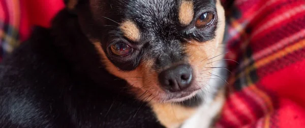 Pies Czerwonej Kratce Świąteczny Zwierzak Przytulnym Domu Chihuahua — Zdjęcie stockowe