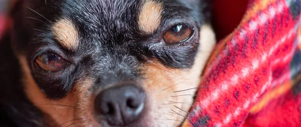 Câine Caroserie Roşie Animalul Companie Crăciun Într Casă Confortabilă Chihuahua — Fotografie, imagine de stoc