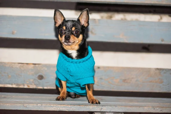 Dog Chihuahua. Dog walking in bad weather. Warm clothes for dogs. Dog in clothes on a bench