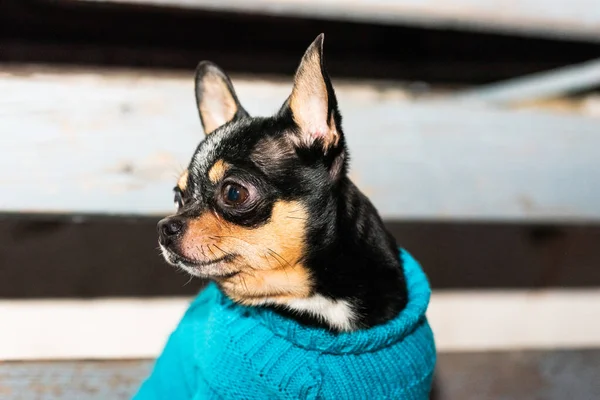 Hund Chihuahua Hund Som Går Dåligt Väder Varma Kläder För — Stockfoto
