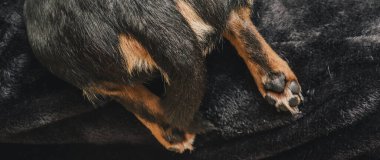 # Bir adam sevgiyle bir köpeği kollarına alır. Bir köpek ve sahibi arasındaki arkadaşlık. Chihuahua köpeği.