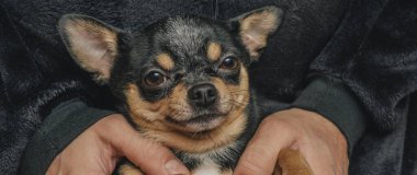 # Bir adam sevgiyle bir köpeği kollarına alır. Bir köpek ve sahibi arasındaki arkadaşlık. Chihuahua köpeği.