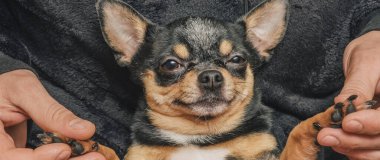 # Bir adam sevgiyle bir köpeği kollarına alır. Bir köpek ve sahibi arasındaki arkadaşlık. Chihuahua köpeği.