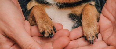 # Bir adam sevgiyle bir köpeği kollarına alır. Bir köpek ve sahibi arasındaki arkadaşlık. Chihuahua köpeği.