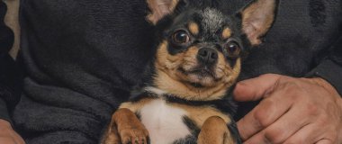 # Bir adam sevgiyle bir köpeği kollarına alır. Bir köpek ve sahibi arasındaki arkadaşlık. Chihuahua köpeği.