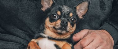 # Bir adam sevgiyle bir köpeği kollarına alır. Bir köpek ve sahibi arasındaki arkadaşlık. Chihuahua köpeği.