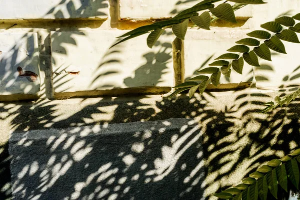 Yeşil yaprak ve arka plan kavramı. Beyaz çimento duvar arka planında güzel yeşil bir yaprak. Tuğla