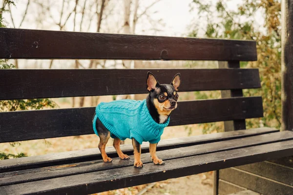 Chien Chihuahua Marche Dans Rue Chihuahua Pour Une Promenade Chien — Photo