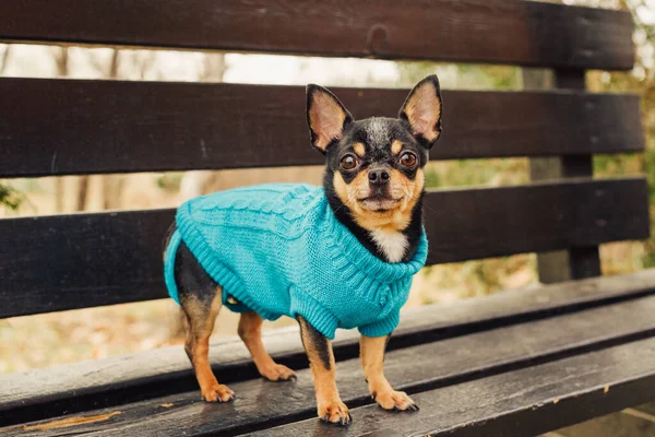 Dog Chihuahua Loopt Straat Chihuahuahuavoor Een Wandeling Hond Herfst Wandelingen — Stockfoto