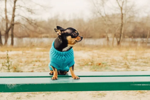 Câinele Chihuahua Merge Stradă Chihuahua Pentru Plimbare Câine Toamna Plimbări — Fotografie, imagine de stoc