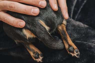 Bir adam sevgiyle bir köpeği kollarına alır. Bir köpek ve sahibi arasındaki arkadaşlık. Chihuahua köpeği.