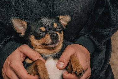 Bir adam sevgiyle bir köpeği kollarına alır. Bir köpek ve sahibi arasındaki arkadaşlık. Chihuahua köpeği.
