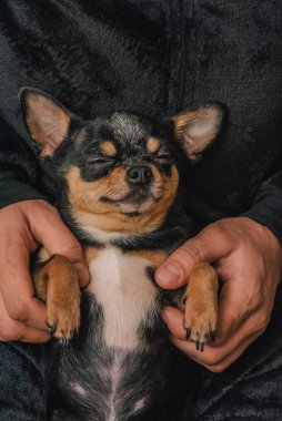 Bir adam sevgiyle bir köpeği kollarına alır. Bir köpek ve sahibi arasındaki arkadaşlık. Chihuahua köpeği.