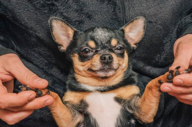 Bir adam sevgiyle bir köpeği kollarına alır. Bir köpek ve sahibi arasındaki arkadaşlık. Chihuahua köpeği.