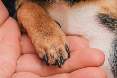 Bir adam sevgiyle bir köpeği kollarına alır. Bir köpek ve sahibi arasındaki arkadaşlık. Chihuahua köpeği.