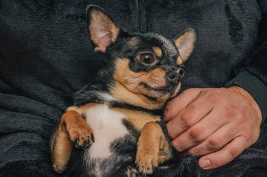 Bir adam sevgiyle bir köpeği kollarına alır. Bir köpek ve sahibi arasındaki arkadaşlık. Chihuahua köpeği.