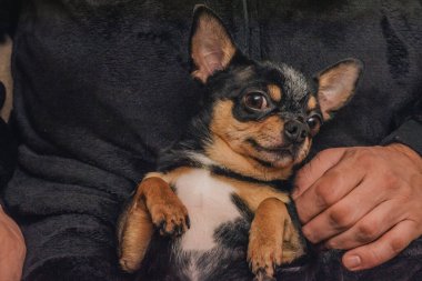 Bir adam sevgiyle bir köpeği kollarına alır. Bir köpek ve sahibi arasındaki arkadaşlık. Chihuahua köpeği.