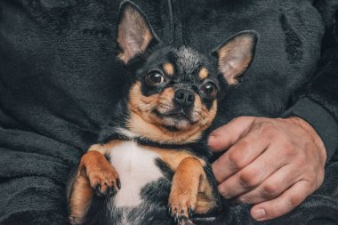 Bir adam sevgiyle bir köpeği kollarına alır. Bir köpek ve sahibi arasındaki arkadaşlık. Chihuahua köpeği.
