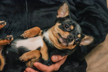 Bir adam sevgiyle bir köpeği kollarına alır. Bir köpek ve sahibi arasındaki arkadaşlık. Chihuahua köpeği.
