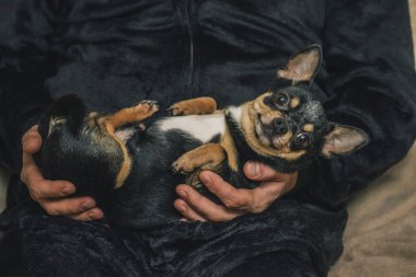 Bir adam sevgiyle bir köpeği kollarına alır. Bir köpek ve sahibi arasındaki arkadaşlık. Chihuahua köpeği.