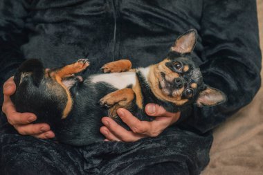Bir adam sevgiyle bir köpeği kollarına alır. Bir köpek ve sahibi arasındaki arkadaşlık. Chihuahua köpeği.