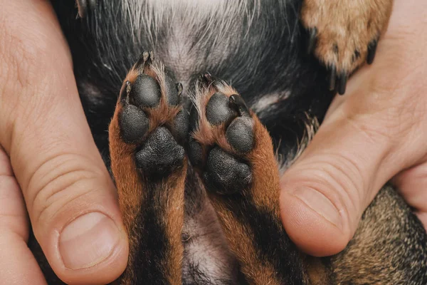 Bir adam sevgiyle bir köpeği kollarına alır. Bir köpek ve sahibi arasındaki arkadaşlık. Chihuahua köpeği.