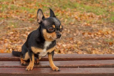 Köpek. Evcil köpek Chihuahua sokakta yürüyor. Chihuahua köpeği yürüyüşe çıktı. Chihuahua siyahi, kahverengi.