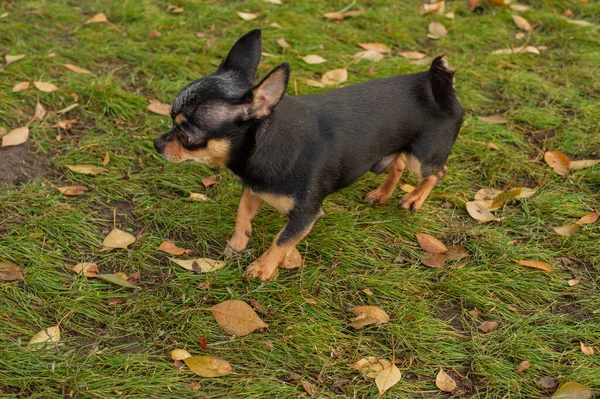 Köpek Evcil Köpek Chihuahua Sokakta Yürüyor Chihuahua Köpeği Yürüyüşe Çıktı — Stok fotoğraf