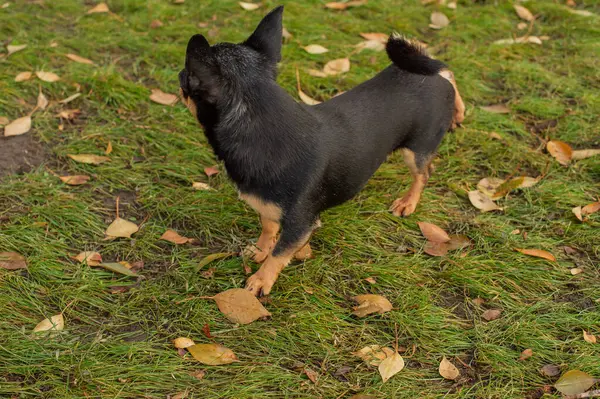 Cane Cane Compagnia Chihuahua Cammina Strada Cane Chihuahua Una Passeggiata — Foto Stock