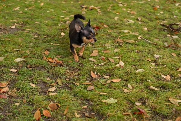 Cane Cane Compagnia Chihuahua Cammina Strada Cane Chihuahua Una Passeggiata — Foto Stock