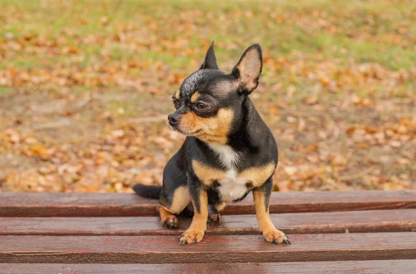 Cane Cane Compagnia Chihuahua Cammina Strada Cane Chihuahua Una Passeggiata — Foto Stock