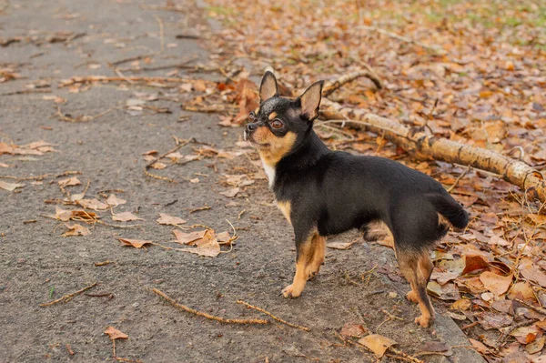 Kutya Kisállat Kutya Chihuahua Sétál Utcán Chihuahua Kutya Sétálni Chihuahua — Stock Fotó